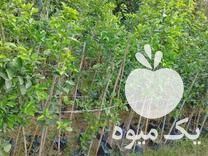 فروش درخت نارنج برای پیوند در مازندران در گروه خرید فروش نهال - انواع گردو پسته بادام سلطانی انگور در یکمیوه -عکس1