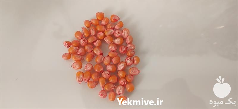 فروش بذر یونجه در سمنان در گروه خرید فروش بذر - انواع محصول کشاورزی گوجه کتان میوه درخت در یکمیوه -عکس1