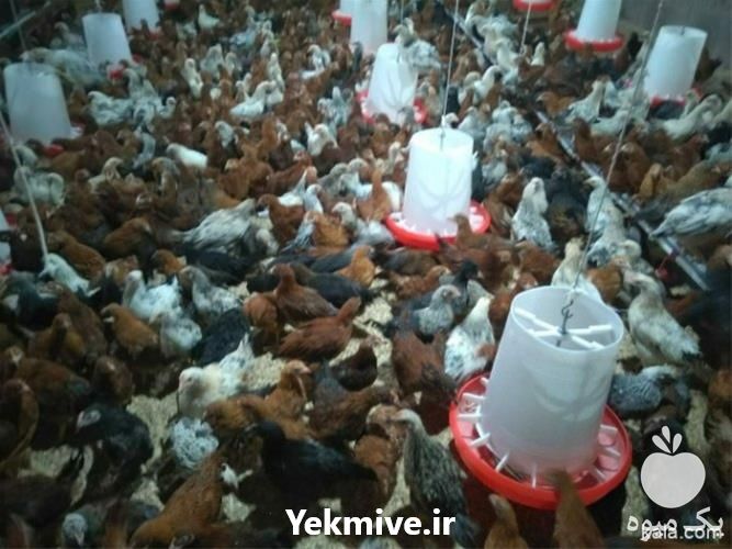 فروش جوجه بومی گلپایگانی در تهران در گروه مرغ و خروس و بوقلمون و اردک قو قاز در یکمیوه -عکس1