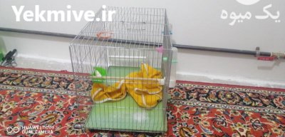 قفس پرنده در حد نو بازی در تهران در گروه انواع پرنده - زینتی عروس هما مینا طوطی مرغ عشق در یکمیوه -عکس1