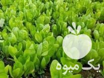 فروش پیرزا کاهو فرانسوی در ساری در گروه خرید فروش عمده کاهو - رسمی پیچ سالادی فرانسوی چینی قرمز در یکمیوه -عکس1