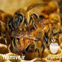 فروش دوره آموزشی زنبور عسل در تهران در گروه مشاوره - راه اندازی بازاریابی کسب درآمد بهبود کسب و کار در یکمیوه