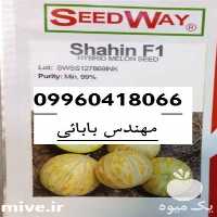 آگهی مشابه فروش بذر ملون شاهین در تهران در گروه خرید فروش بذر - انواع محصول کشاورزی گوجه کتان میوه درخت در یکمیوه