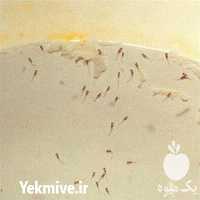 فروش دوره آموزشی غذای زنده آبزیان در تهران در گروه مشاوره - راه اندازی بازاریابی کسب درآمد بهبود کسب و کار در یکمیوه