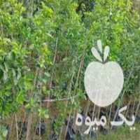 فروش درخت نارنج برای پیوند در مازندران در گروه خرید فروش نهال - انواع گردو پسته بادام سلطانی انگور در یکمیوه