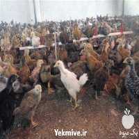 فروش مرغ بومی گلپایگانی در تهران در گروه مرغ و خروس و بوقلمون و اردک قو قاز در یکمیوه
