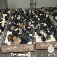 فروش جوجه گلپایگانی در تهران در گروه مرغ و خروس و بوقلمون و اردک قو قاز در یکمیوه