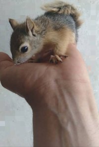 آگهی مشابه فروش توله سنجاب بچه سنجاب در تهران در گروه حیوانات خانگی - خرید و فروش در یکمیوه