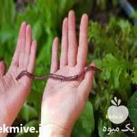 خرید و فروش کرم خاکی در تهران در گروه سایر محصولات دام و طیور در یکمیوه