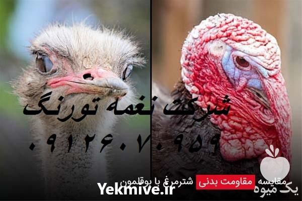 فروش جوجه شترمرغ در تهران در گروه مرغ و خروس و بوقلمون و اردک قو قاز در یکمیوه -عکس1