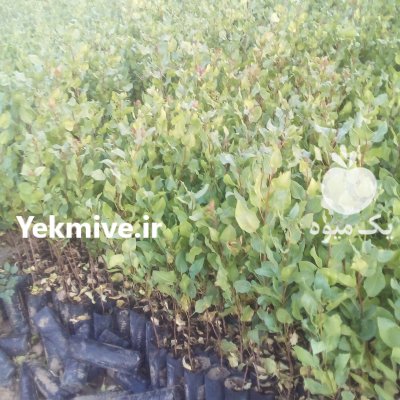 نهال پسته دهقان در مهریز در گروه خرید فروش نهال - انواع گردو پسته بادام سلطانی انگور در یکمیوه -عکس1