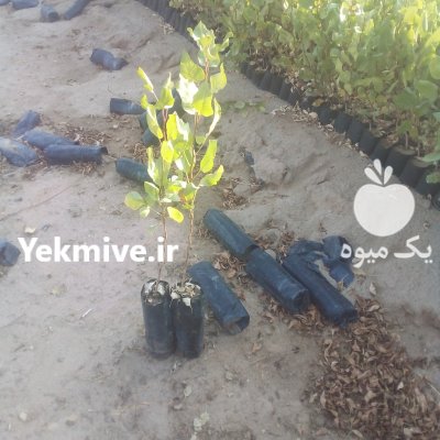 نهال پسته دهقان در مهریز در گروه خرید فروش نهال - انواع گردو پسته بادام سلطانی انگور در یکمیوه -عکس4