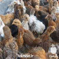 فروش جوجه مرغ محلی  در تهران در گروه مرغ و خروس و بوقلمون و اردک قو قاز در یکمیوه