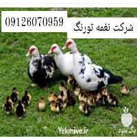 فروش جوجه یک روزه در تهران در گروه مرغ و خروس و بوقلمون و اردک قو قاز در یکمیوه