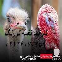 فروش جوجه شترمرغ در تهران در گروه مرغ و خروس و بوقلمون و اردک قو قاز در یکمیوه