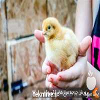 فروش جوجه مرغ محلی  در تهران در گروه مرغ و خروس و بوقلمون و اردک قو قاز در یکمیوه
