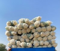 آگهی مشابه فروش عمده گل کلم در تهران در گروه خرید فروش عمده گل کلم - سفید بنفش شور ترشی در یکمیوه