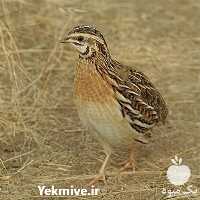 فروش قیمت جوجه بلدرچین اصلاح شده در تهران در گروه مرغ و خروس و بوقلمون و اردک قو قاز در یکمیوه