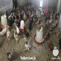 فروش نیمچه مرغ بومی در تهران در گروه مرغ و خروس و بوقلمون و اردک قو قاز در یکمیوه