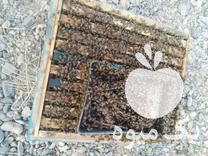 فروش کلنی زنبور عسل کارنیکا در شازند در گروه زنبورعسل - زنبورداری نوین صنعتی مدرن کندو در یکمیوه -عکس1