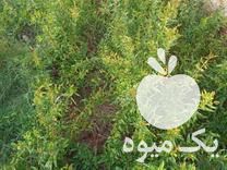 فروش نهال انار عالی در آزادشهر در گروه خرید فروش نهال - انواع گردو پسته بادام سلطانی انگور در یکمیوه -عکس1