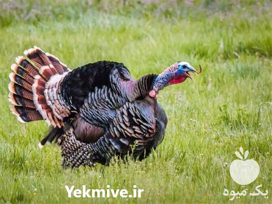 فروش جوجه بوقلمون در تهران در گروه مرغ و خروس و بوقلمون و اردک قو قاز در یکمیوه -عکس1