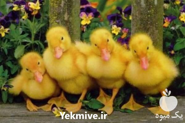 قیمت فروش جوجه اردک  در تهران در گروه مرغ و خروس و بوقلمون و اردک قو قاز در یکمیوه -عکس1