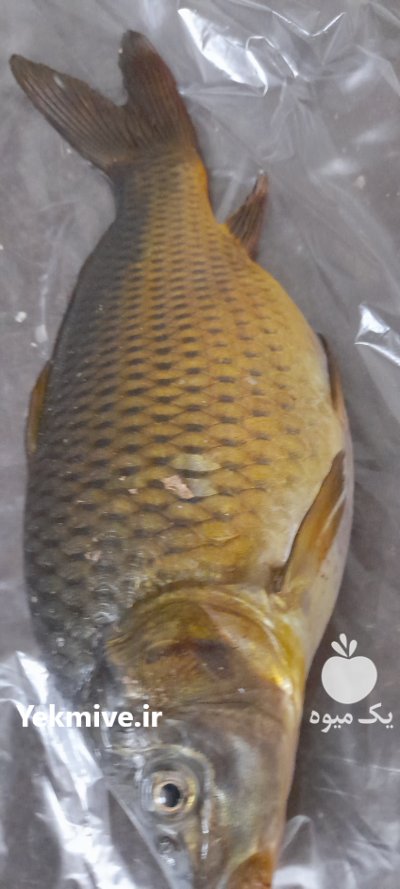 فروش کپور امور فیتو فاگ وبیگ هد در قزوین در گروه ماهی کپور - ماهیان معمولی علف خوار پرورشی خرید و فروش در یکمیوه -عکس1