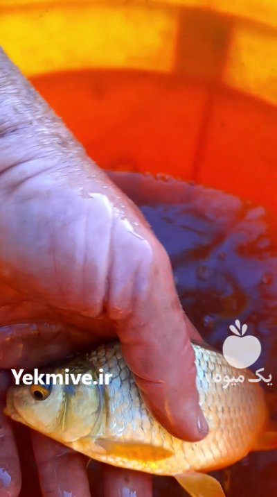 فروش کپور امور فیتو فاگ وبیگ هد در قزوین در گروه ماهی کپور - ماهیان معمولی علف خوار پرورشی خرید و فروش در یکمیوه
