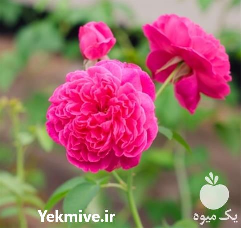 فروش نهال گل محمدی  در خراسان رضوی در گروه خرید فروش نهال - انواع گردو پسته بادام سلطانی انگور در یکمیوه -عکس1