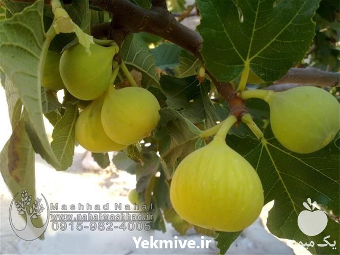فروش نهال انجیر زرد در بوشهر در گروه خرید فروش نهال - انواع گردو پسته بادام سلطانی انگور در یکمیوه -عکس1