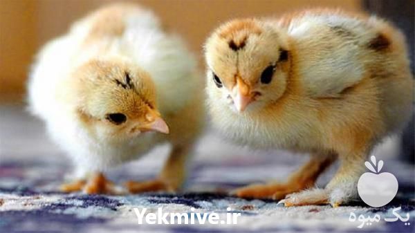 فروش جوجه یک روزه گلپایگانی در تهران در گروه مرغ و خروس و بوقلمون و اردک قو قاز در یکمیوه -عکس1