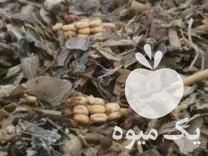 فروش تفاله و چغندر قند در تکاب در گروه خوراک دام و طیور - پرواری شیری علوفه یونجه در یکمیوه -عکس1