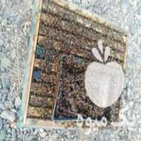 فروش کلنی زنبور عسل کارنیکا در شازند در گروه زنبورعسل - زنبورداری نوین صنعتی مدرن کندو در یکمیوه