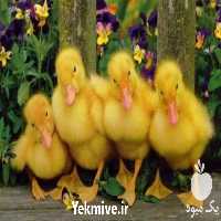 قیمت فروش جوجه اردک  در تهران در گروه مرغ و خروس و بوقلمون و اردک قو قاز در یکمیوه