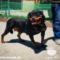 فروش سگ روتوایلر در تهران در گروه سگ و گربه _ نگهبان هاسکی ژرمن دوبرمن سرابی در یکمیوه