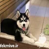 فروش سگ هاسکی در تهران در گروه سگ و گربه _ نگهبان هاسکی ژرمن دوبرمن سرابی در یکمیوه