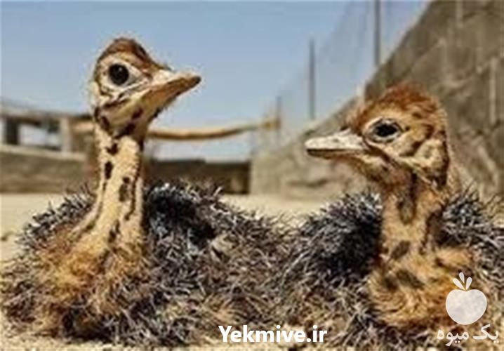 فروش جوجه شترمرغ  در تهران در گروه مرغ و خروس و بوقلمون و اردک قو قاز در یکمیوه -عکس1