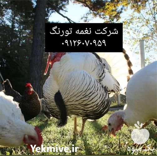 فروش جوجه بوقلمون در تهران در گروه مرغ و خروس و بوقلمون و اردک قو قاز در یکمیوه -عکس1