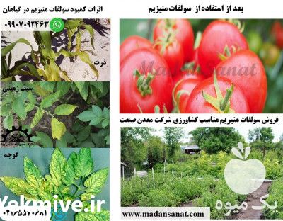 فروش سولفات منیزیم کشاورزی در تهران در گروه خرید فروش کود و مواد شیمیایی - اوره پتاس مرغی کمپوست آهن در یکمیوه -عکس1