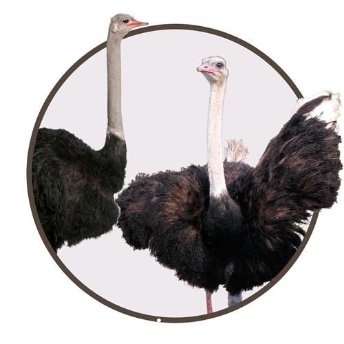 فروش دوره آموزشی پرورش شترمرغ  در تهران در گروه خرید فروش عمده موز - زرد سبز پاکستان چیکیتا اکوادوور در یکمیوه -عکس1