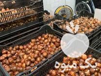 فروش پیاز گل نرگس در تهران در گروه خرید فروش عمده گیاهان زینتی - گرمسیری آپارتمانی باغچه آب در یکمیوه -عکس1