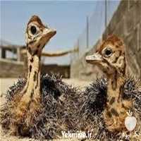 فروش جوجه شترمرغ  در تهران در گروه مرغ و خروس و بوقلمون و اردک قو قاز در یکمیوه