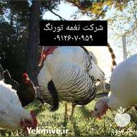 فروش جوجه بوقلمون در تهران در گروه مرغ و خروس و بوقلمون و اردک قو قاز در یکمیوه
