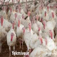 فروش جوجه بوقلمون بیوتی  در تهران در گروه مرغ و خروس و بوقلمون و اردک قو قاز در یکمیوه
