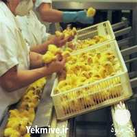 فروش جوجه یک روزه گوشتی  در تهران در گروه مرغ و خروس و بوقلمون و اردک قو قاز در یکمیوه