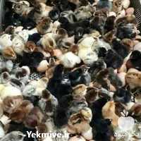 قیمت فروش جوجه یک روزه در تهران در گروه مرغ و خروس و بوقلمون و اردک قو قاز در یکمیوه