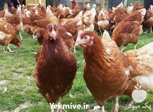 فروش پولت تخم گذار در تهران در گروه مرغ و خروس و بوقلمون و اردک قو قاز در یکمیوه -عکس1