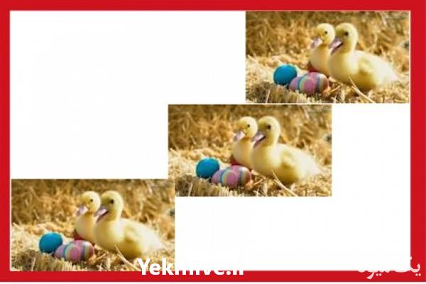 فروش اردک پکنی یک روزه در تهران در گروه مرغ و خروس و بوقلمون و اردک قو قاز در یکمیوه -عکس1