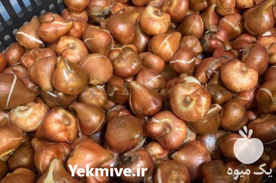فروش پیاز گل نرگس در شهریار در گروه خرید فروش عمده گیاهان زینتی - گرمسیری آپارتمانی باغچه آب در یکمیوه -عکس1